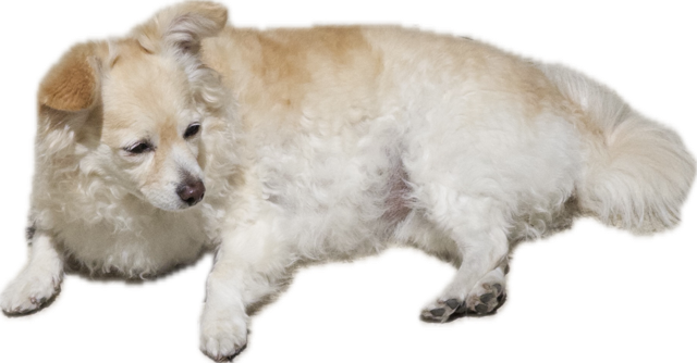 A fluffy cream-colored dog lying down